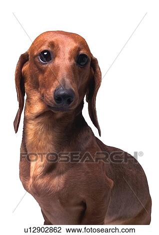 Stock Image - looking, white background, indoors, dogs, hairless, canine. Fotosearch