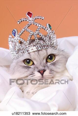 Stock Image - mammal, resting, close-up, domesticated, relaxed, claws, animal. Fotosearch