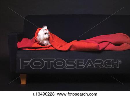 Stock Photo - one dog only, couch, content, dark, resting, white. Fotosearch