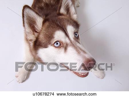 Picture - pet, dog, standing, white background, brown, mammal, animal kingdom. Fotosearch