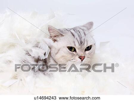 Stock Image - pet, kitten, animal kingdom, fur, vertebrate, claws. Fotosearch