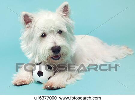 playing, close-up, pet, canine, companion, vertebrate View Large Photo Image Stock Image - playing, close-up, pet, canine, companion, vertebrate. Fotosearch
