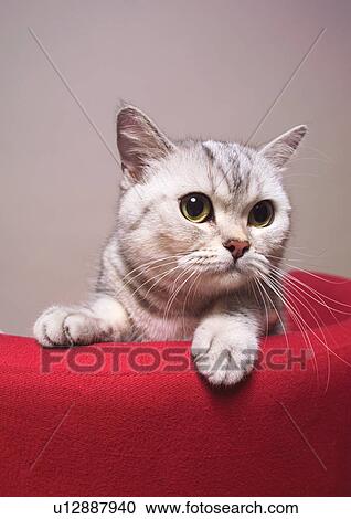 red, indoors, feline, whisker, cat, carnivore View Large Photo Image Stock Image - red, indoors, feline, whisker, cat, carnivore. Fotosearch