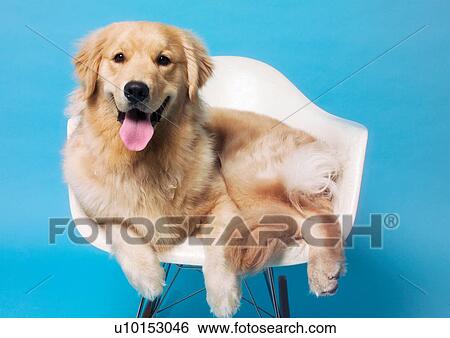 Stock Photograph - relaxing, blue background, animal kingdom, companion, pet, content. Fotosearch