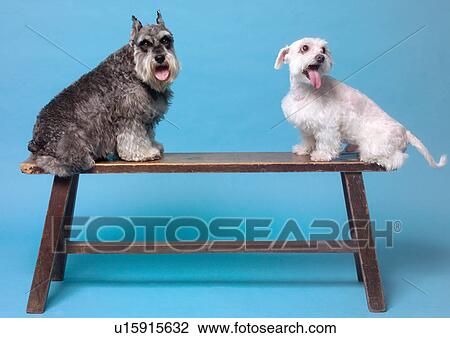 resting, cats, mammal, vertebrate, dogs, vertebrata View Large Photo Image Stock Image - resting, cats, mammal, vertebrate, dogs, vertebrata. Fotosearch
