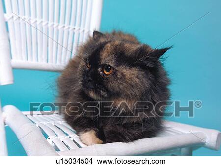 small, fluffy, vertebrate, dogs, content, indoors View Large Photo Image Picture - small, fluffy, vertebrate, dogs, content, indoors. Fotosearch