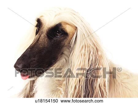 vertebrata, collies, domesticated, companion, canine, tongue, indoors View Large Photo Image Stock Image - vertebrata, collies, domesticated, companion, canine, tongue, indoors. Fotosearch