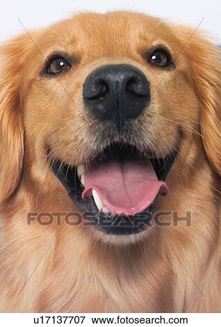 Stock Photo - white background, companion, animal face, looking at camera. Fotosearch