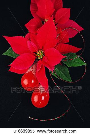 Stock Photography - , chcristmas leaf, holiday, decoration, Christmas, red. Fotosearch