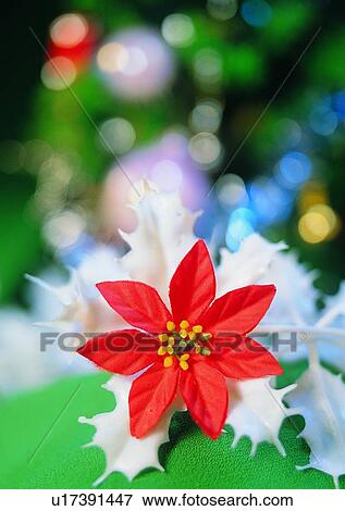, decoration, Christmas, holiday, poinsettia View Large Photo Image Stock Photo - , decoration, Christmas, holiday, poinsettia. Fotosearch