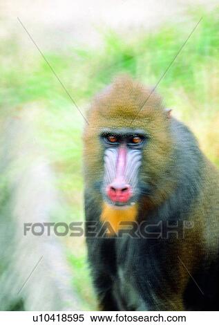 Stock Photography - arm, wild, baboon, jungle, nature, animal. Fotosearch