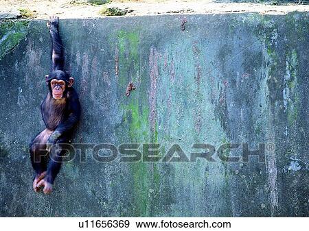 Stock Photo - arm, wild, chimpanzee, jungle, nature, animal. Fotosearch