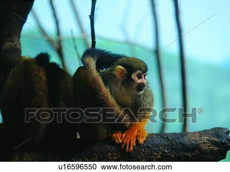 arm, wild, gibbon, jungle, nature, animal View Large Photo Image Stock Image - arm, wild, gibbon, jungle, nature, animal. Fotosearch