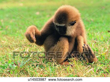 arm, wild, gibbon, jungle, nature, animal View Large Photo Image Stock Photo - arm, wild, gibbon, jungle, nature, animal. Fotosearch