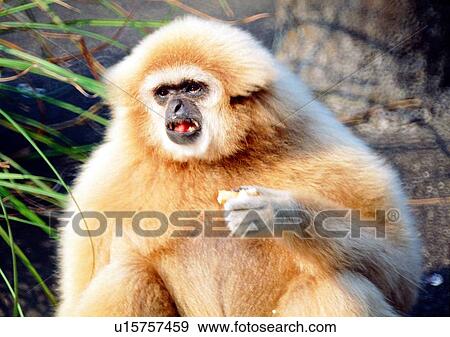 Stock Photo - arm, wild, gibbon, jungle, nature, animal. Fotosearch