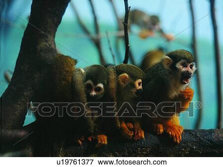 Stock Photo - arm, wild, gibbon, jungle, nature, animal. Fotosearch