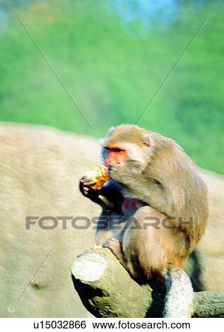 Stock Photograph - arm, wild, gibbon, jungle, nature, animal. Fotosearch
