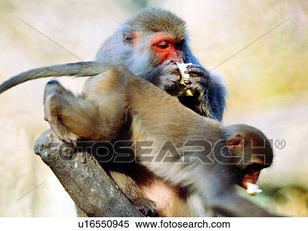 Stock Photography - arm, wild, gibbon, jungle, nature, animal. Fotosearch