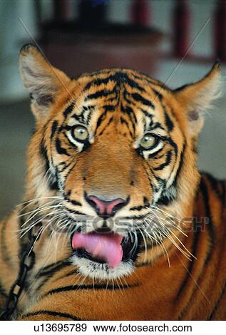 Stock Photo - beard, nature, mammal, jungle, tongue, violence, animal. Fotosearch