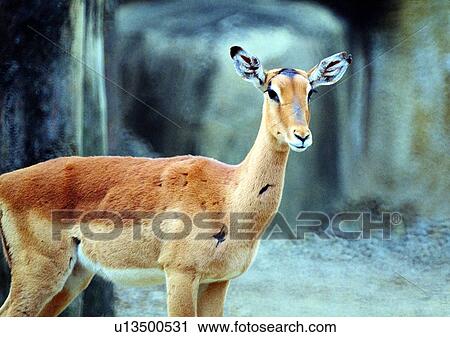 deer, wild, grasslands, jungle, nature, animal View Large Photo Image Stock Image - deer, wild, grasslands, jungle, nature, animal. Fotosearch