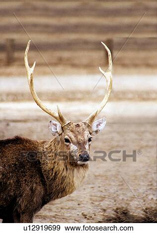 Stock Photo - deer, wild, grasslands, jungle, nature, animal. Fotosearch