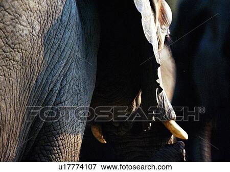 ear, trunk, jungle, animal, grasslands, ivory View Large Photo Image Stock Photo - ear, trunk, jungle, animal, grasslands, ivory. Fotosearch