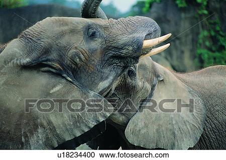 elephant, wild, grasslands, jungle, nature, animal View Large Photo Image Stock Image - elephant, wild, grasslands, jungle, nature, animal. Fotosearch