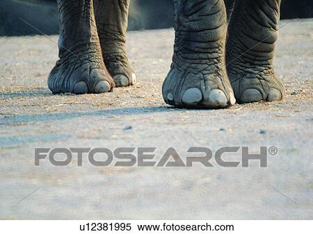 Stock Photography - elephant, wild, grasslands, jungle, nature, animal. Fotosearch