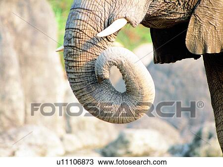 gentle animal, wild, ivory, jungle, mammal, animal, ear View Large Photo Image Stock Image - gentle animal, wild, ivory, jungle, mammal, animal, ear. Fotosearch