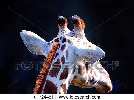 giraffe, nature, animal, jungle, close-up, mammal View Large Photo Image Stock Image - giraffe, nature, animal, jungle, close-up, mammal. Fotosearch