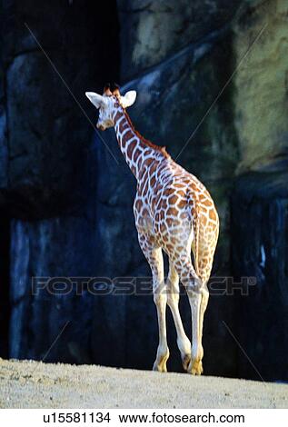 giraffe, nature, grasslands, wild, pattern, mammal animal View Large Photo Image Picture - giraffe, nature, grasslands, wild, pattern, mammal animal. Fotosearch
