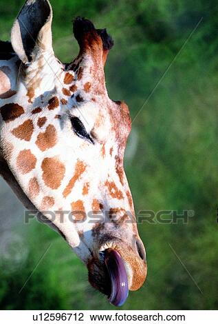 giraffe, wild, grasslands, jungle, nature, animal View Large Photo Image Stock Image - giraffe, wild, grasslands, jungle, nature, animal. Fotosearch