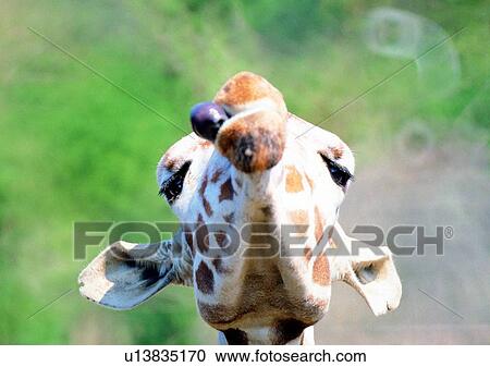 Stock Image - giraffe, wild, grasslands, jungle, nature, animal. Fotosearch