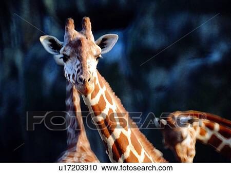 giraffe, wild, grasslands, jungle, nature, animal View Large Photo Image Stock Image - giraffe, wild, grasslands, jungle, nature, animal. Fotosearch