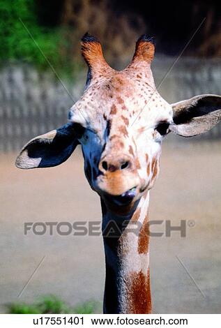 Stock Image - giraffe, wild, grasslands, jungle, nature, animal. Fotosearch