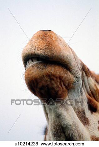 Stock Photo - giraffe, wild, grasslands, jungle, nature, animal. Fotosearch