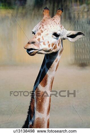 giraffe, wild, grasslands, jungle, nature, animal View Large Photo Image Stock Photo - giraffe, wild, grasslands, jungle, nature, animal. Fotosearch