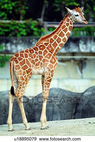 giraffe, wild, grasslands, jungle, nature, animal View Large Photo Image Stock Photo - giraffe, wild, grasslands, jungle, nature, animal. Fotosearch
