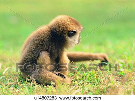 grass, hair, jungle, mammal, nature, animal View Large Photo Image Stock Image - grass, hair, jungle, mammal, nature, animal. Fotosearch