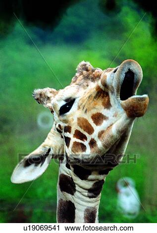 grasslands, jungle, herbivorous animal, wild, pattern, nature View Large Photo Image Stock Image - grasslands, jungle, herbivorous animal, wild, pattern, nature. Fotosearch