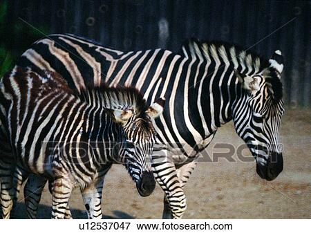 grasslands, jungle, pattern, stripe, wild, nature View Large Photo Image Stock Photo - grasslands, jungle, pattern, stripe, wild, nature. Fotosearch