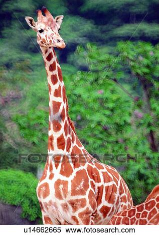 Stock Photography - grasslands, nature, gentle animal, giraffe, pattern, wild. Fotosearch