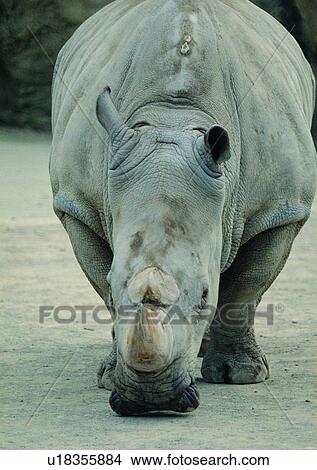 Picture - grasslands, wild, nature, rhinoceros, jungle, horn, animal. Fotosearch
