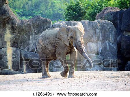 grasslands, wild, rock, ear, nature, trunk View Large Photo Image Stock Photo - grasslands, wild, rock, ear, nature, trunk. Fotosearch