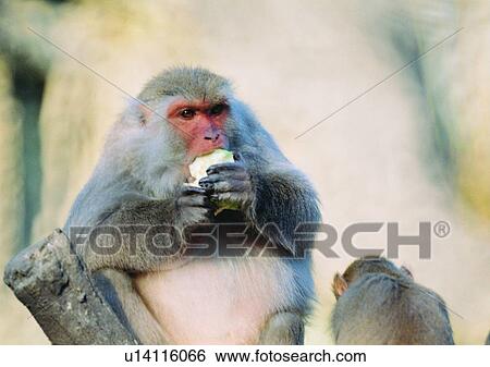 Stock Photograph - hair, nature, mammal, gibbon, arm, animal. Fotosearch