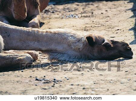 Stock Image - hair, wild, camel, desert, nature, animal. Fotosearch