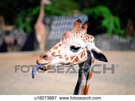 herbivorous animal, animal, mammal, close-up, giraffe, wild, grasslands View Large Photo Image Stock Photo - herbivorous animal, animal, mammal, close-up, giraffe, wild, grasslands. Fotosearch