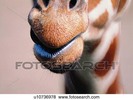 Stock Photo - herbivorous animal, mouth, neck, animal, wild, grasslands. Fotosearch