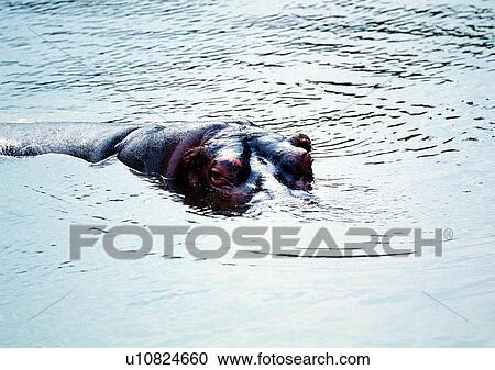 hippo, wild, jungle, wrinkle, swamp, marsh, animal View Large Photo Image Stock Image - hippo, wild, jungle, wrinkle, swamp, marsh, animal. Fotosearch