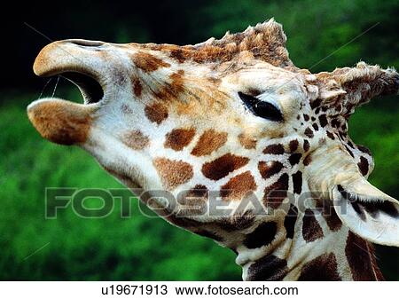 Stock Image - jungle, giraffe, close-up, gentle animal, mammal, herbivorous animal. Fotosearch